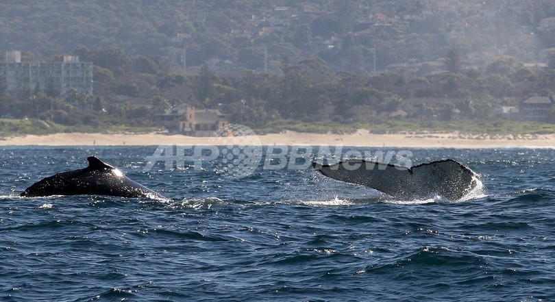 クジラの排泄物は鉄分豊富、南極海の海水の1000万倍 藻の栄養源に クジラの排泄物は鉄分豊富、南極海の海水の1000万倍 藻の栄養源に