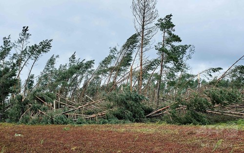 ポーランドで暴風雨、キャンプ中の少女ら5人倒木で死亡 ポーランドで暴風雨、キャンプ中の少女ら5人倒木で死亡