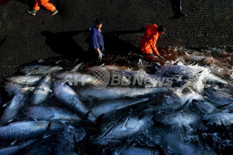 地中海と大西洋のクロマグロ取引禁止、米国も支持へ 地中海と大西洋のクロマグロ取引禁止、米国も支持へ