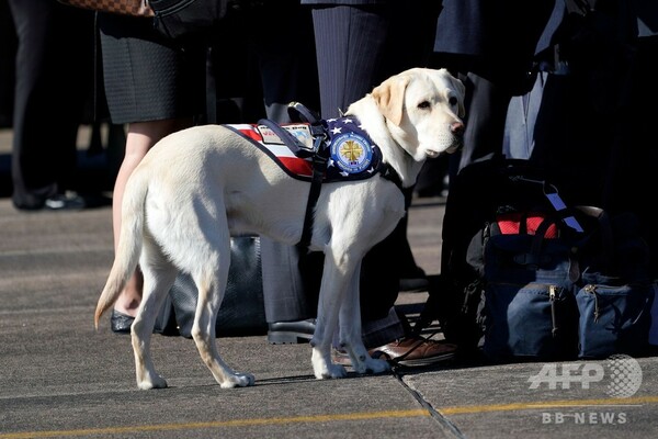 故ブッシュ大統領の介助犬、ひつぎの付き添い「任務完了」