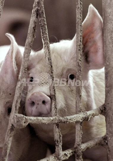 なだれ実験でブタ29匹生き埋め、動物愛護団体が研究者らを提訴 なだれ実験でブタ29匹生き埋め、動物愛護団体が研究者らを提訴