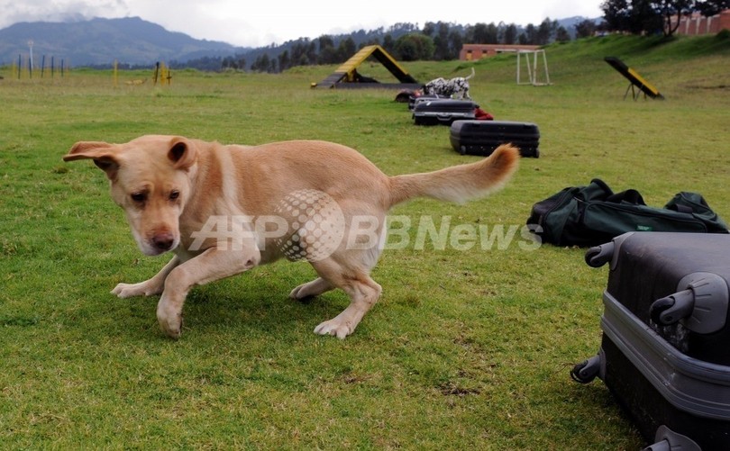 麻薬探知犬お手柄、クッキーに偽装のコカイン5キロ発見 コロンビア 麻薬探知犬お手柄、クッキーに偽装のコカイン5キロ発見 コロンビア