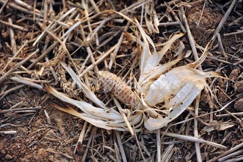 世界の食糧供給システム、見直しが必要 オックスファム 世界の食糧供給システム、見直しが必要 オックスファム