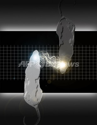遠く離れたラットの脳を接続、米・ブラジル間で成功 遠く離れたラットの脳を接続、米・ブラジル間で成功
