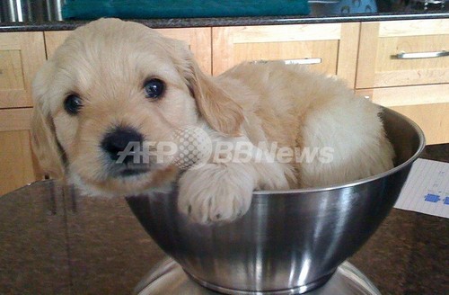 犬1匹の環境負荷はSUV2台分?ペットを地球の敵とみなした研究 犬1匹の環境負荷はSUV2台分?ペットを地球の敵とみなした研究
