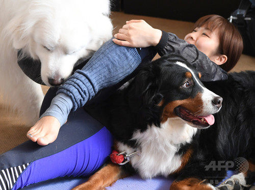 犬や猫と楽しむヨガ教室 首都圏で人気じわり 犬や猫と楽しむヨガ教室 首都圏で人気じわり