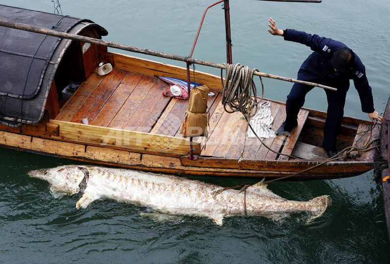 長江最古の魚「カラチョウザメ」の死体見つかる - 中国 長江最古の魚「カラチョウザメ」の死体見つかる - 中国