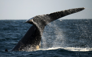 カナダでホエールウオッチング船沈没、5人死亡 カナダでホエールウオッチング船沈没、5人死亡