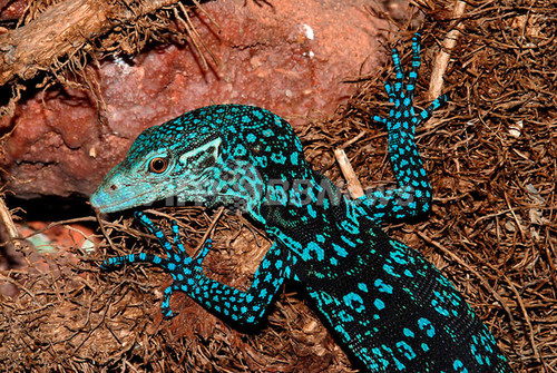 手付かずの自然に新種が1060種、ニューギニア島