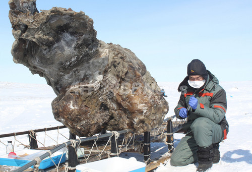 マンモスの死骸から血液を採取、クローン計画加速か ロシア マンモスの死骸から血液を採取、クローン計画加速か ロシア