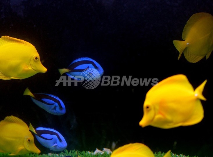 カーゴパンツに熱帯魚7匹忍ばせ密輸、NZ空港で男逮捕 カーゴパンツに熱帯魚7匹忍ばせ密輸、NZ空港で男逮捕