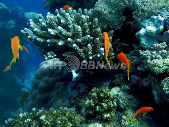 海洋の酸化、過去3億年で最速ペースで進行 海の生命体に懸念 海洋の酸化、過去3億年で最速ペースで進行 海の生命体に懸念