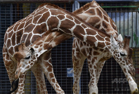 米動物園でキリンが出産、100万人がネットで視聴 米動物園でキリンが出産、100万人がネットで視聴