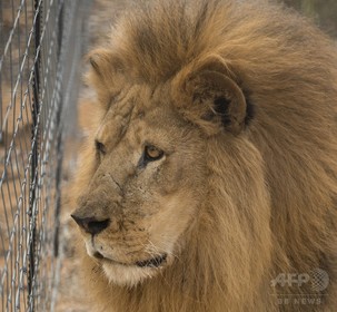 自殺図った男がライオン飼育場に侵入、2頭殺処分 チリの動物園 自殺図った男がライオン飼育場に侵入、2頭殺処分 チリの動物園