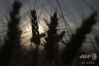 大気中CO2濃度の上昇、栄養不足の急増招く恐れ 研究 大気中CO2濃度の上昇、栄養不足の急増招く恐れ 研究
