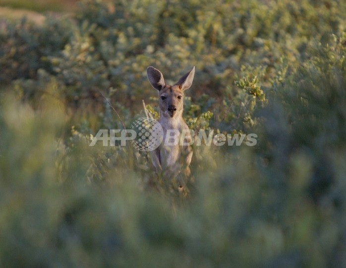 カンガルー移送許可下りず、大量駆除へ カンガルー移送許可下りず、大量駆除へ