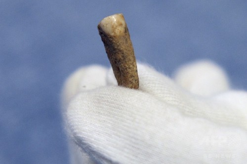 56万年前のヒトの歯、仏16歳少女が発見 56万年前のヒトの歯、仏16歳少女が発見