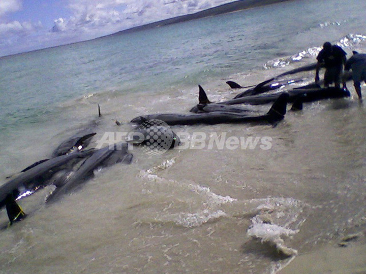 オーストラリアでクジラやイルカ80頭が浜辺に、救出作業続く オーストラリアでクジラやイルカ80頭が浜辺に、救出作業続く