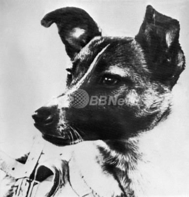「ライカ犬」搭乗の人工衛星「スプートニク2号」打ち上げから50年 「ライカ犬」搭乗の人工衛星「スプートニク2号」打ち上げから50年