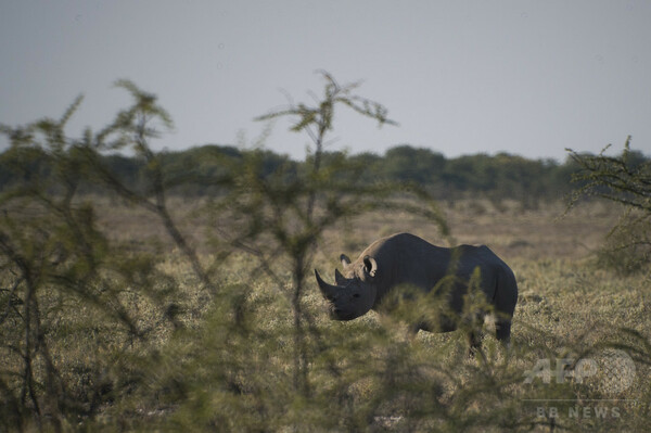 ナミビア、クロサイ狩猟ライセンスのオークションを今年も実施