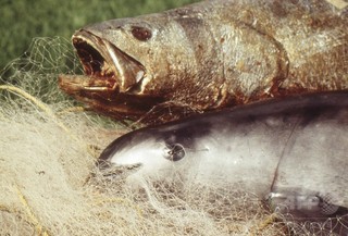 希少なネズミイルカ、海洋保護区にイルカが誘導 メキシコ政府が計画 希少なネズミイルカ、海洋保護区にイルカが誘導 メキシコ政府が計画