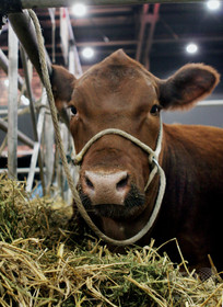 EU圏外にふらり、迷い牛に殺処分命令 飼い主が助命嘆願 EU圏外にふらり、迷い牛に殺処分命令 飼い主が助命嘆願