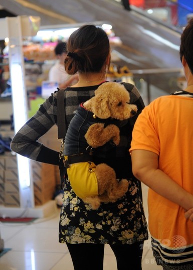犬との触れ合いイベント、イスラム教指導者らは激怒 マレーシア 犬との触れ合いイベント、イスラム教指導者らは激怒 マレーシア