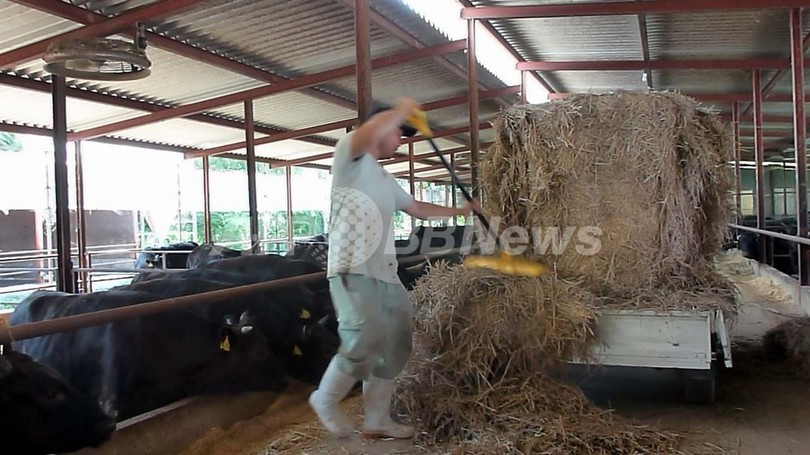肉牛の出荷停止、岩手・福島・栃木を解除 肉牛の出荷停止、岩手・福島・栃木を解除