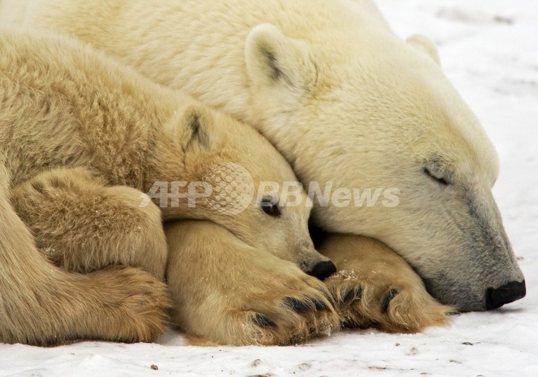 ホッキョクグマの住むアラスカ、「絶滅種の生息地」に指定 米政府 ホッキョクグマの住むアラスカ、「絶滅種の生息地」に指定 米政府