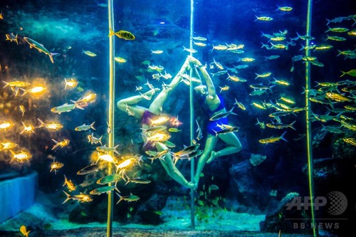 魚と優雅に競演、中国の水族館で水中ポールダンス披露 魚と優雅に競演、中国の水族館で水中ポールダンス披露