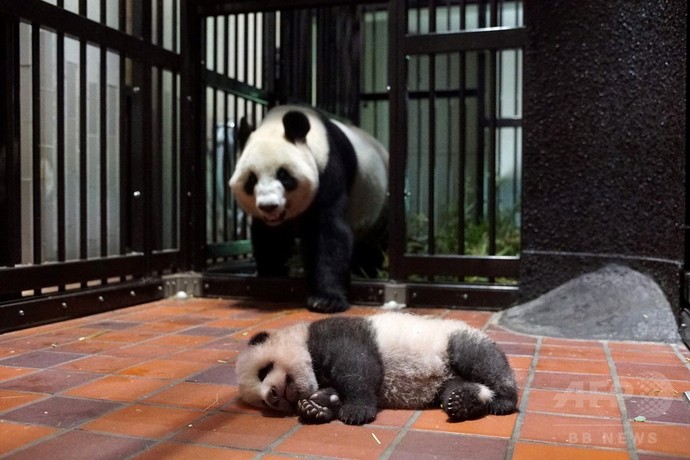 上野動物園のパンダの赤ちゃん、生後80日迎える 床でごろん 上野動物園のパンダの赤ちゃん、生後80日迎える 床でごろん