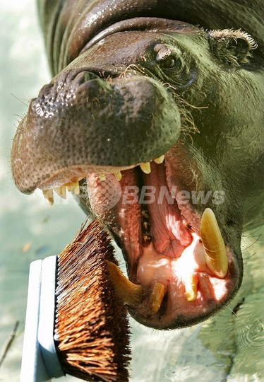 史上最大規模のオンライン生物百科事典、掲載数15万を超える 史上最大規模のオンライン生物百科事典、掲載数15万を超える