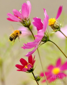 働きバチ、蜜ろう変化で「無秩序集団」に 研究 働きバチ、蜜ろう変化で「無秩序集団」に 研究