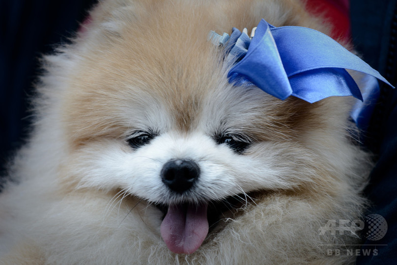 犬を洗濯機で「洗う」画像を投稿、動物虐待で捜査 香港 犬を洗濯機で「洗う」画像を投稿、動物虐待で捜査 香港