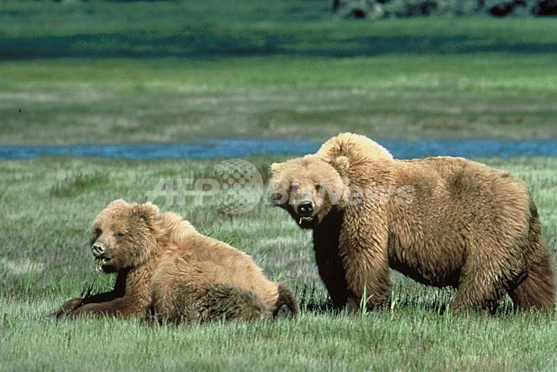 米国立公園でクマに襲われ旅行者死亡、近距離で写真撮影 米国立公園でクマに襲われ旅行者死亡、近距離で写真撮影