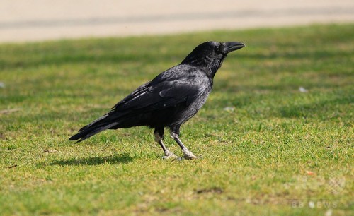 鳥頭でないカラスの「未来計画」能力、研究 鳥頭でないカラスの「未来計画」能力、研究