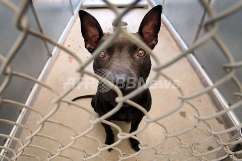パトカーのバンパー食いちぎった米ペット犬、「保護観察処分」に パトカーのバンパー食いちぎった米ペット犬、「保護観察処分」に