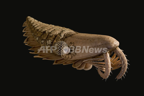 生物進化史を書き換えるアノマロカリス類の化石 ネイチャー