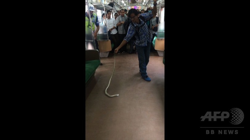 通勤電車内にヘビ! 素手でやっつけた男性に称賛 インドネシア 通勤電車内にヘビ! 素手でやっつけた男性に称賛 インドネシア