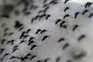 世界初のデング熱ワクチン、メキシコで認可 世界初のデング熱ワクチン、メキシコで認可