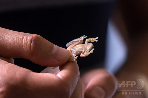 20年前に発見の半透明のカエル、新種と判明 エクアドル 20年前に発見の半透明のカエル、新種と判明 エクアドル