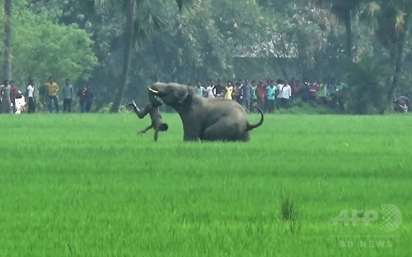 野生ゾウの襲撃で犠牲者15人、射殺も視野に インド環境当局 野生ゾウの襲撃で犠牲者15人、射殺も視野に インド環境当局