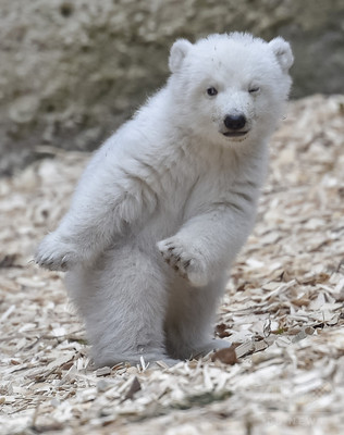 【特集】かわいい動物の赤ちゃん 【特集】かわいい動物の赤ちゃん
