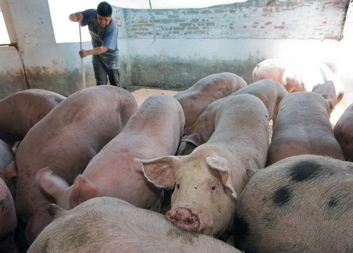 豚じゃない？新型インフル感染源でWHO見解