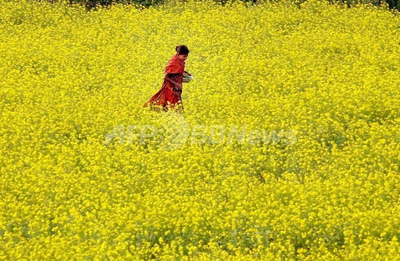 むち打ち刑で少女死亡、「殺人」と断定 バングラデシュ むち打ち刑で少女死亡、「殺人」と断定 バングラデシュ