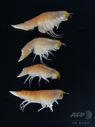 汚染物質、水深11キロの海溝最深部で検出 海洋研究 汚染物質、水深11キロの海溝最深部で検出 海洋研究