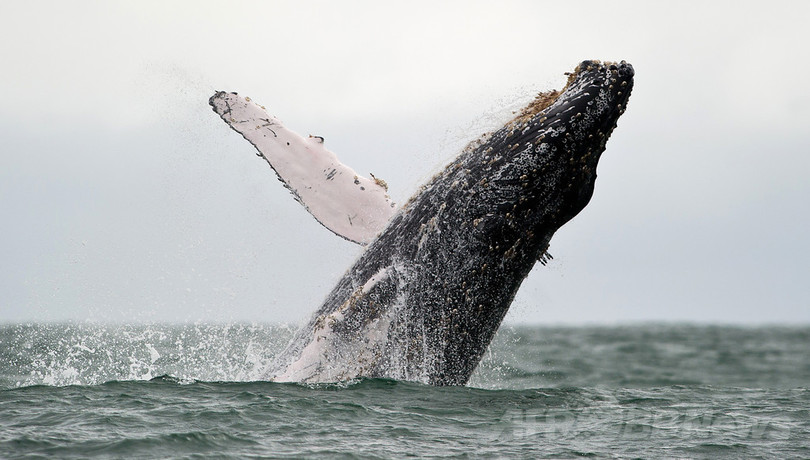 豪のクジラ座礁急増、栄養失調が原因か 豪のクジラ座礁急増、栄養失調が原因か