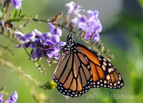 オオカバマダラ、太陽と地磁気で大移動の進路決定か 米研究 オオカバマダラ、太陽と地磁気で大移動の進路決定か 米研究