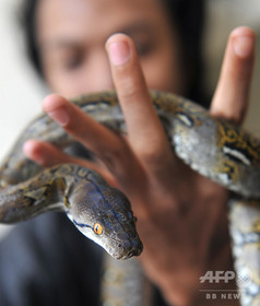 警官が容疑者にヘビ巻き付かせ自白強要 インドネシア・パプア州 警官が容疑者にヘビ巻き付かせ自白強要 インドネシア・パプア州