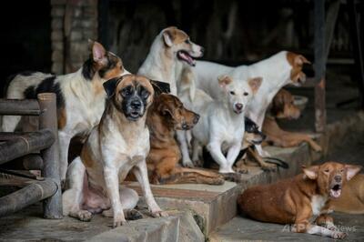 「神は犬を食用に創造された」 インドネシア首都の犬肉食禁止に賛否